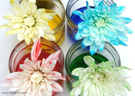 Colour changing flowers science experiment for children